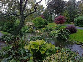 植物園,葉子,自然