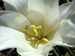 郁金香,開花,春天