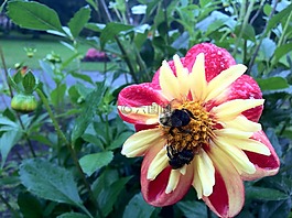 大黃蜂,花,花園