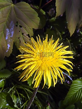 花,開花,黃色花