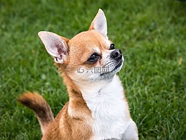 奇瓦瓦州,狗,chiwawa