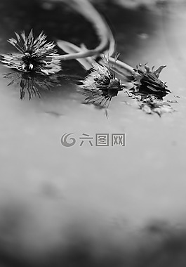 水,雨,花