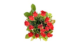 玫瑰,鮮花,玫瑰綻放