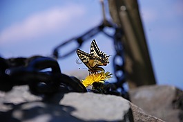 蝴蝶,鏈,花