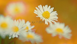紋理,背景,雛菊