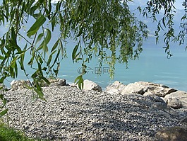 銀行,湖,樹(shù)
