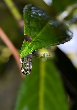 冬天,水,冰