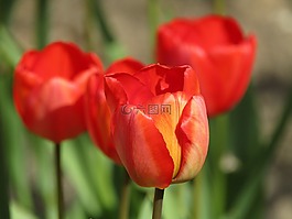 郁金香,春天,鮮花