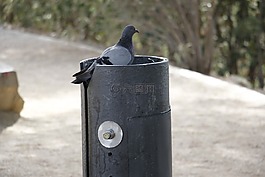 鴿子,飲水機(jī),公園