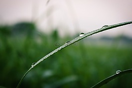 綠色,露水,草