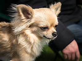 奇瓦瓦州,狗,chiwawa