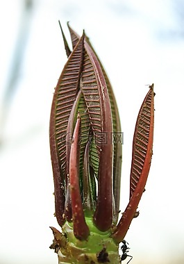 芽,花,昆蟲(chóng)