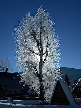雪,樹(shù),冰