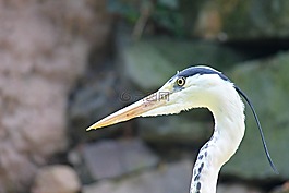 蒼鷺,鳥,條例草案