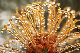 grevillea,澳大利亚,户外
