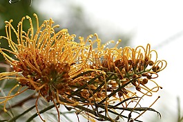 grevillea,澳大利亚,户外