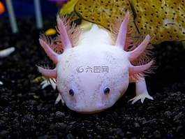 水下,世界,pestresistant