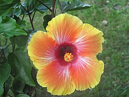 花,植物,葉子