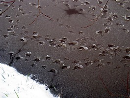 冬天,冰,雪