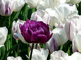 春天,郁金香,鮮花