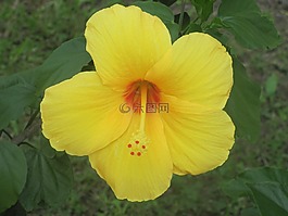 花,鮮花,黃色花