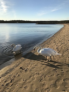 天鵝,海,太陽
