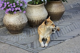 動物,狗,和諧