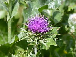薊,野生花卉,荊棘