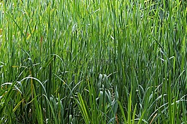 小區(qū),水分,草