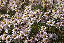 雛菊,鮮花,性質(zhì)