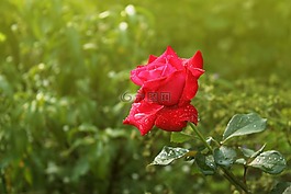 玫瑰,花卉,美麗的花