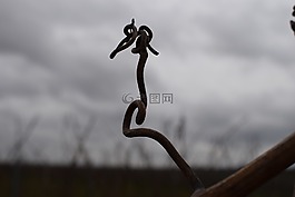 葡萄,黑與白,性質(zhì)