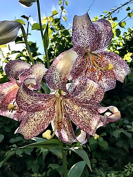 蘭花,盛開,花