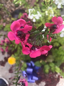 盛開,花,開花