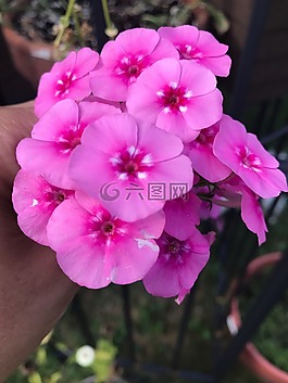 福祿考,花,盛開