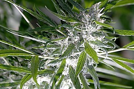 仙女教母,大麻,鮮花