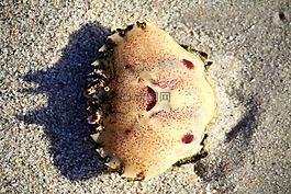 癌癥,海,海灘