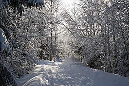 冬天,雪,霜
