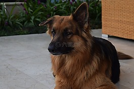 寵物,肖像,德國(guó)牧羊犬