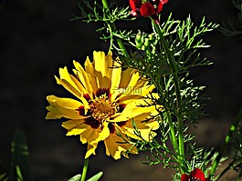 鮮花,黃色,夏天