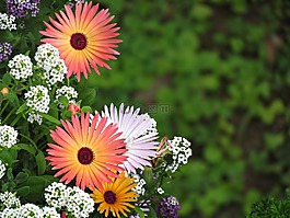 鮮花,夏天,性質(zhì)