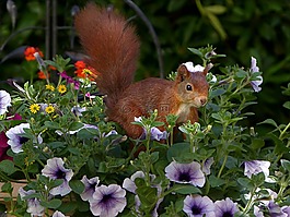 動(dòng)物,嚙齒動(dòng)物,松鼠