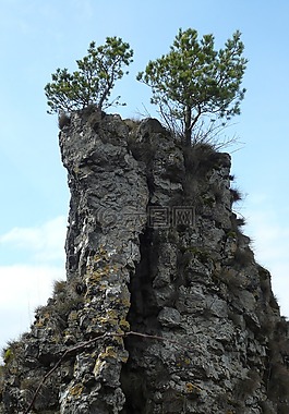 巖,松,懸崖