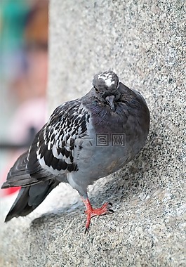 鴿子,鳥(niǎo),動(dòng)物