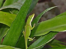 爬行動物,蜥蜴,綠色和白色