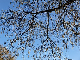 分支機(jī)構(gòu),葉子,樹(shù)