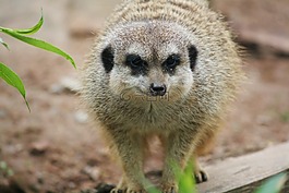 动物,suricata suricatta,动物园