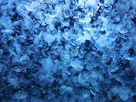 水母,國(guó)王,水族館