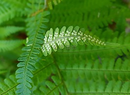 蕨類,蕨葉,廠