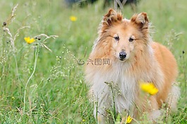 sheltie,狗,动物